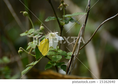 覆盆子和蝴蝶 15162640