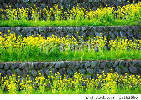 Rape blossoms 15162660