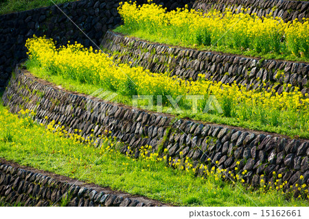 強姦開花 15162661