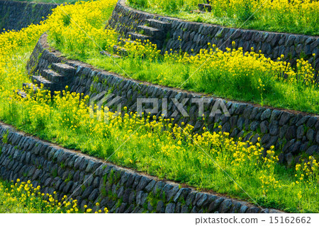 強姦開花 15162662