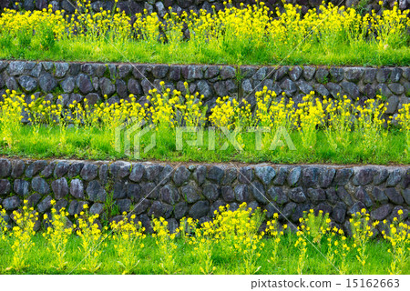 強姦開花 15162663