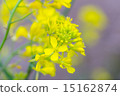 Rape blossoms Rape blossoms 15162874