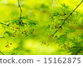 Fresh green Fresh green 15162875
