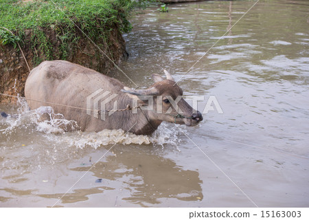buffalo is playing water, Thailand buffalo is playing water, Thailand 15163003
