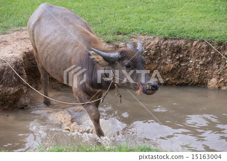 buffalo is playing water, Thailand buffalo is playing water, Thailand 15163004