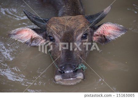 buffalo is playing water, Thailand buffalo is playing water, Thailand 15163005