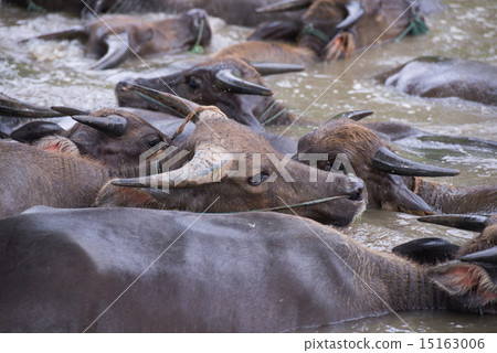 A group of buffalo are playing water, Thailand 15163006