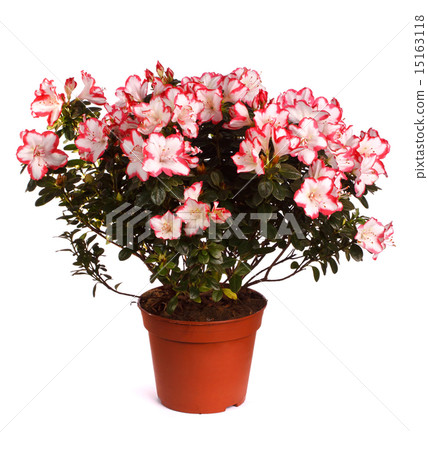 decorative floral arrangement  15163118