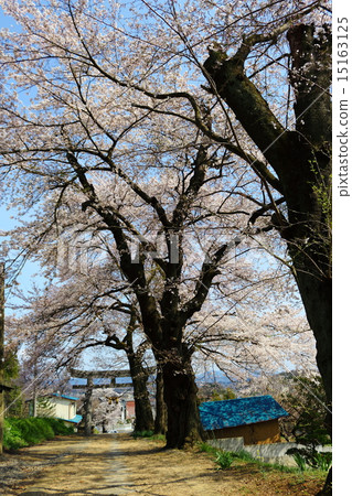 櫻花人廢墟羽毛神社 櫻花人廢墟羽毛神社 15163125
