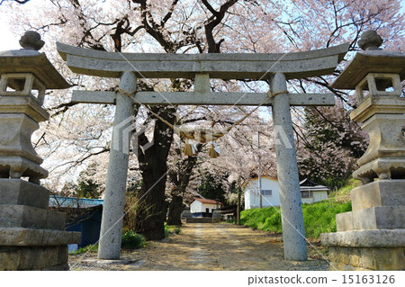 櫻花人廢墟羽毛神社 櫻花人廢墟羽毛神社 15163126