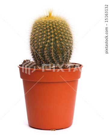decorative cactus 15163132