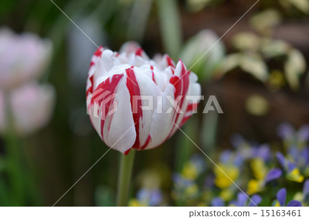 Tulip "Carnival Denise" Tulip "Carnival Denise" 15163461