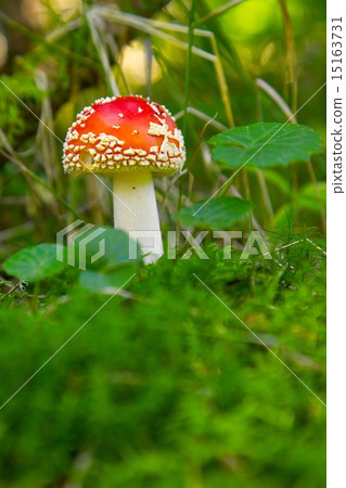 Mushroom Mushroom 15163731