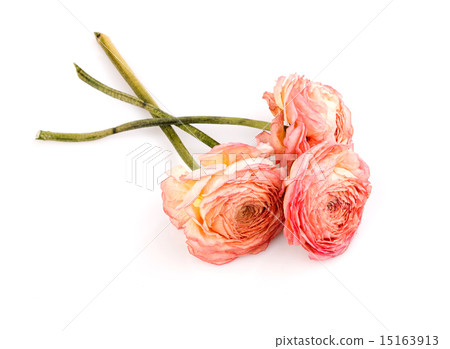 dry roses 15163913