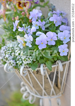 Viola's wall basket 15164012