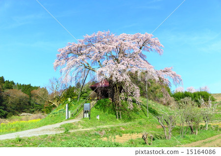 Sakura immovable in the upper stone Sakura immovable in the upper stone 15164086
