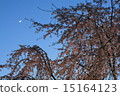 Moon and weeping cherry 15164123