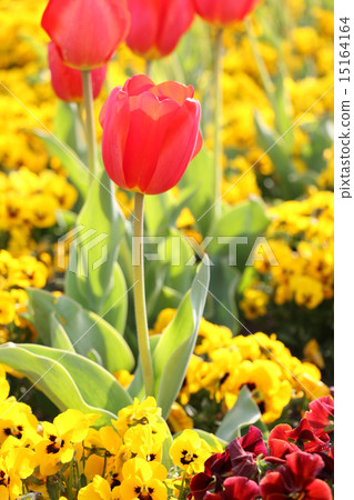 Feast of tulip and pansy Feast of tulip and pansy 15164164