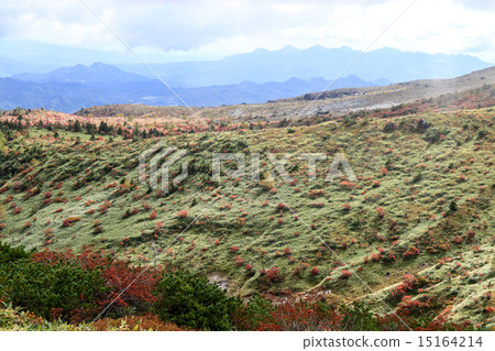 秋葉的Kusatsu Shiraneyama季節 15164214