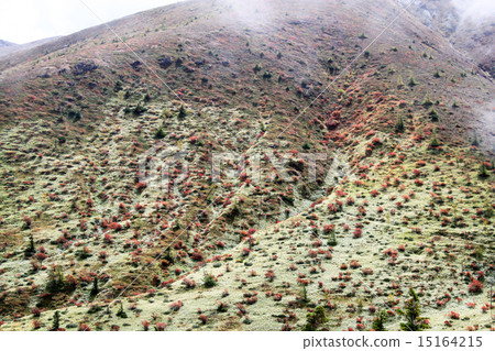 秋葉的Kusatsu Shirone季節 15164215