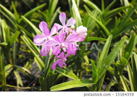 Thailand Bangkok Orchid Garden Thailand Bangkok Orchid Garden 15164359
