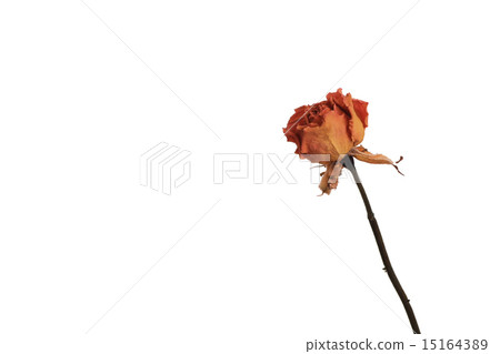 玫瑰的干花 玫瑰的干花 15164389