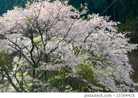 櫻桃樹 櫻桃樹 15164428