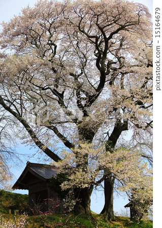 Tenjin married cherry blossoms Tenjin married cherry blossoms 15164679