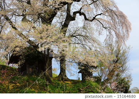 Tenjin married cherry blossoms Tenjin married cherry blossoms 15164680