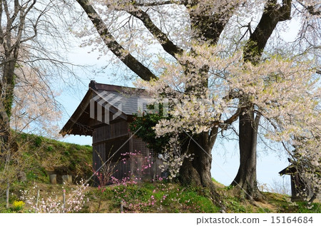 Tenjin married cherry blossoms Tenjin married cherry blossoms 15164684