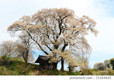 Tenjin married cherry blossoms Tenjin married cherry blossoms 15164685
