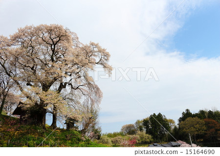 Tenjin married cherry blossoms Tenjin married cherry blossoms 15164690