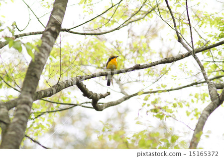 Fresh green and mildew 15165372