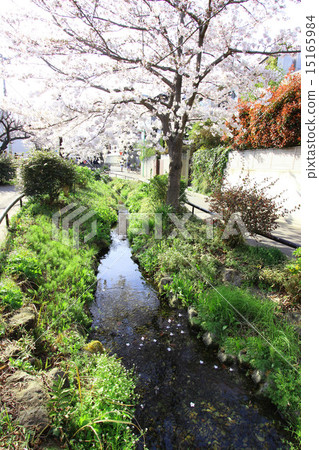 Cherry tree of Kitazawa River green road Cherry tree of Kitazawa River green road 15165984