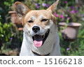 狗狗 15166218