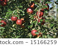 蘋果 15166259