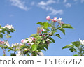 蘋果花 15166262