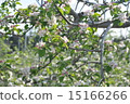 蘋果花 15166266