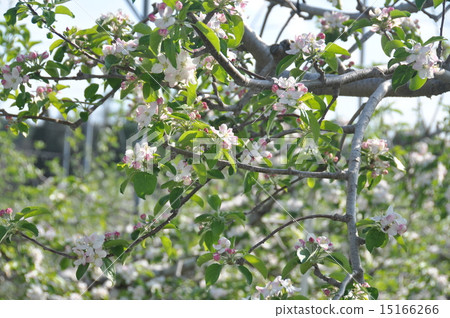 蘋果花 15166266