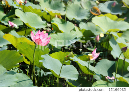 pink lotus on pond pink lotus on pond 15166985