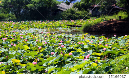 pink lotus on pond pink lotus on pond 15166987