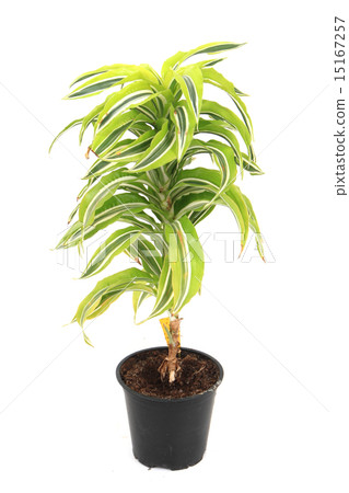 dracaena plat dracaena plat 15167257