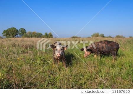 pigs on a meadow 15167690