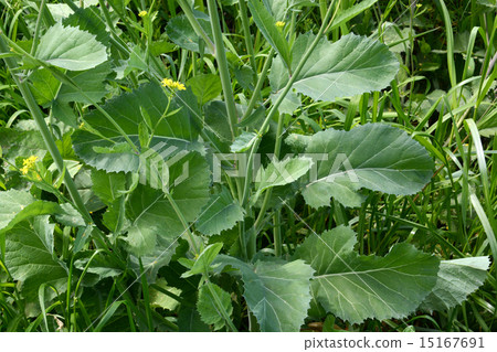 Rape blossoms 15167691