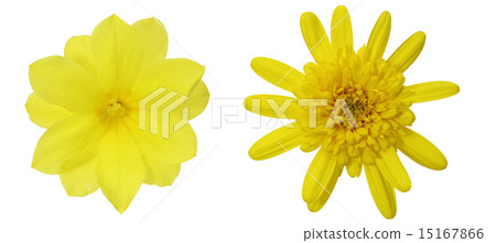 Julius Daisy和Umodoku 15167866