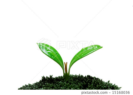 雙魚座上的苔蘚 雙魚座上的苔蘚 15168036