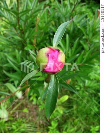Bud peony (Paeonia) Bud peony (Paeonia) 15168117