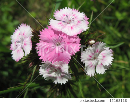 Carnation bearded, or Turkish (Dianthus barbatus) Carnation bearded, or Turkish (Dianthus barbatus) 15168118