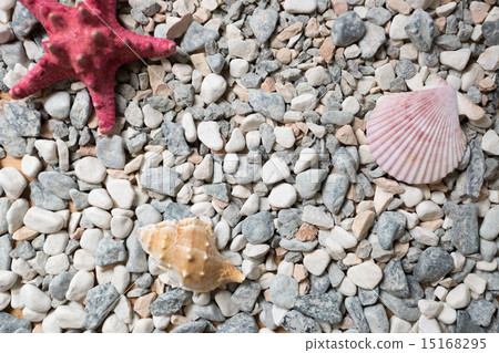 seashore covered by colorful pebbles, seashells and starfishes seashore covered by colorful pebbles, seashells and starfishes 15168295