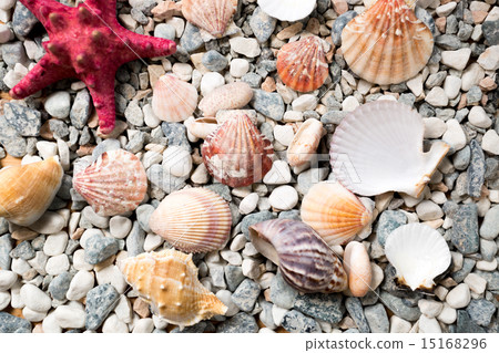 texture of sea bottom covered with colorful seashells and starfi 15168296
